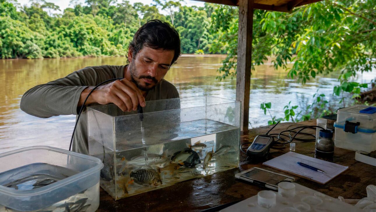 Como os peixes amazônicos viraram laboratório natural para entender o futuro dos rios tropicais