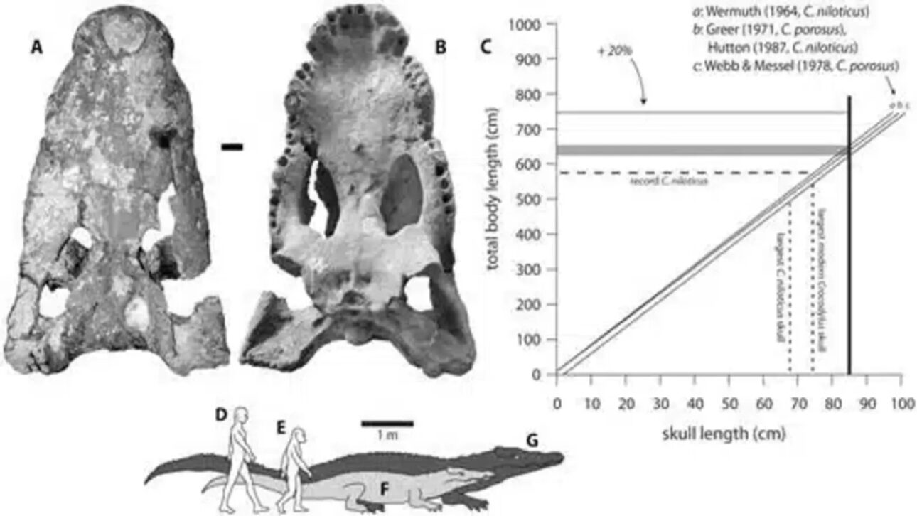Fossils of giant crocodiles found in Kenya