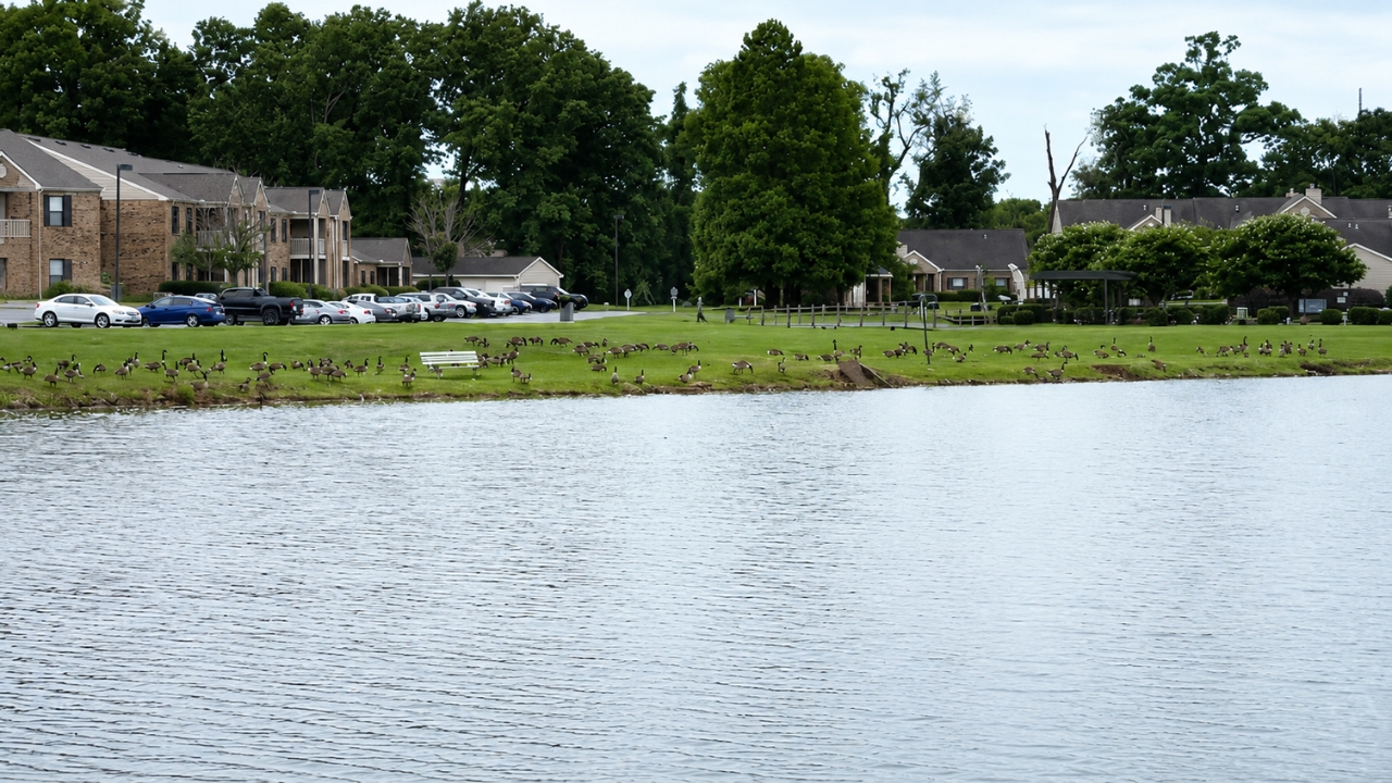 Às margens de um lago comunitário de 140 acres, dezenas de gansos do Canadá aparecem espalhados pelo gramado enquanto a associação local defende o abate de 226 aves com monóxido de carbono, após alegar mais de 6 anos de tentativas sem sucesso para controlar a população.