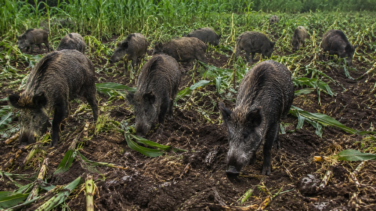 Wild boars advance over crops and leave a trail of destruction in the field, a scenario that helps explain the alert from specialists after more than 500,000 slaughters recorded in 8 months and the estimate that Brazil still needs to control 1.25 million animals to avoid greater losses.