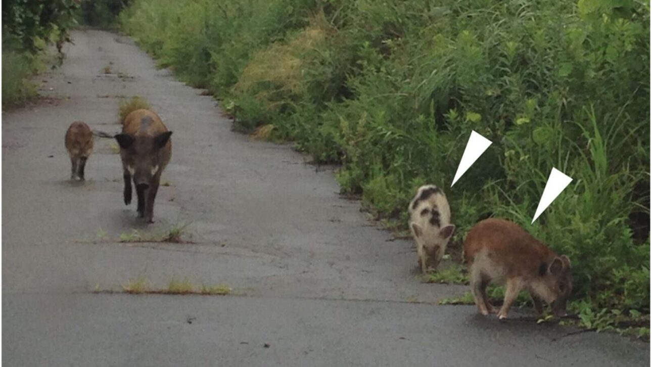 Scientists analyze mutant super pigs of Fukushima