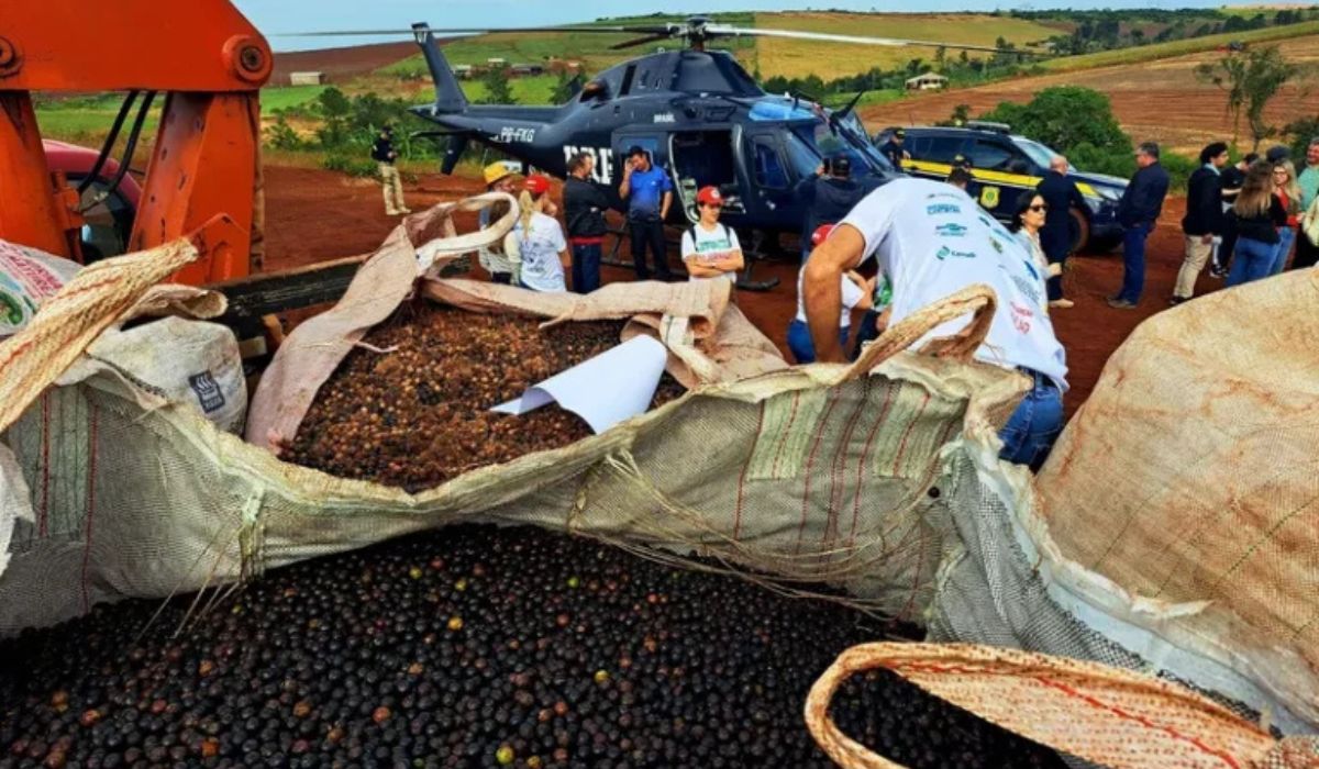Trabajadores rurales sin tierra preparan sacos llenos de semillas para ser lanzadas desde un helicóptero de la Policía Federal en el asentamiento Dom Tomás Balduíno, en el estado de Paraná, sur de Brasil – (Imagen: Reproducción/Gabriela Moncau)
