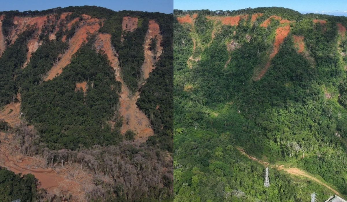 From scars to forest: restoration reaches 80% native vegetation coverage (Image: Reproduction/ICC)