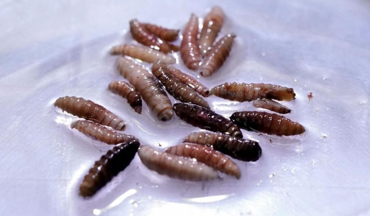 Larvas de la mosca de la berna, recolectadas de vacas infectadas, son observadas en el COPEG. Fotografía: Enea Lebrun/Reuters