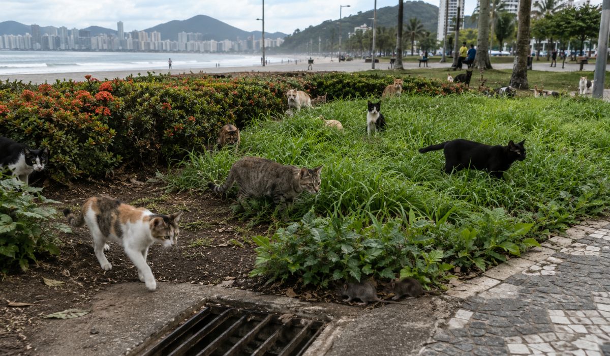 Conheça a Operação Tom & Jerry, ação de Santos que usou gatos contra ratos e gerou desafios urbanos e sanitários na orla da cidade. (Imagem: Ilustrativa)