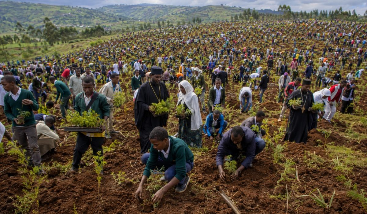 Etiópia plantou 350 milhões de árvores em 12 horas e mira 50 bilhões de mudas para recuperar florestas e conter a desertificação no país. (Imagem: Ilustrativa)