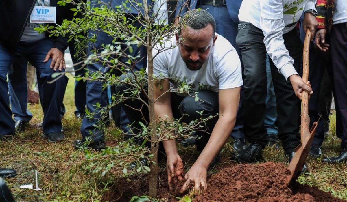 Abiy Ahmed, primer ministro del país, plantó diversos árboles | Fotos: Divulgación Gobierno de Etiopía