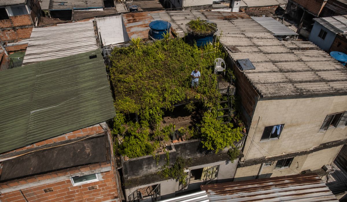 Morador do Rio usa plantas no telhado, reduz calor em casa e mostra como telhado verde pode ajudar áreas urbanas. (Imagem: Ilustrativa)