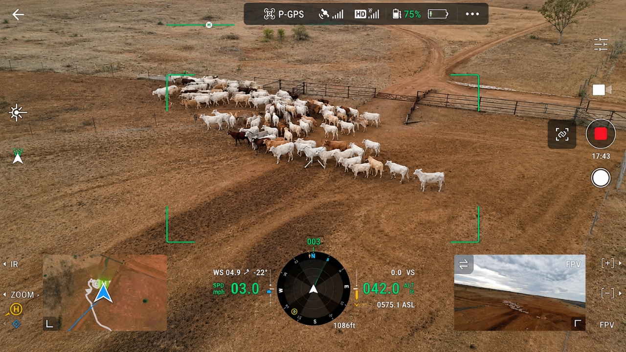 Aerial image shows the herd seen by the camera of a drone during a management operation in the field, a technology that is gaining ground in livestock to monitor animals, guide movements, and reduce heavy work on farms.
