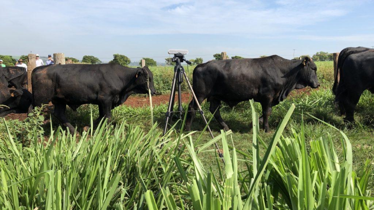 Câmera 3D posicionada no pasto registra o gado em movimento e mostra como a inteligência artificial começa a substituir a pesagem tradicional, reduzindo manejo, tempo de trabalho e estresse dos animais na pecuária.