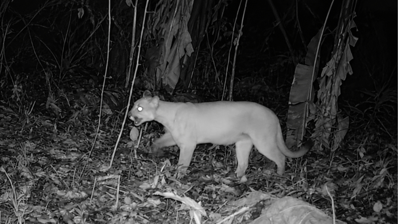Registro noturno de felino silvestre mostra a força das armadilhas fotográficas que serão usadas no Rio: o estado vai distribuir 480 câmeras em áreas protegidas para revelar animais escondidos na Mata Atlântica e atualizar uma lista de fauna ameaçada parada desde 1998.