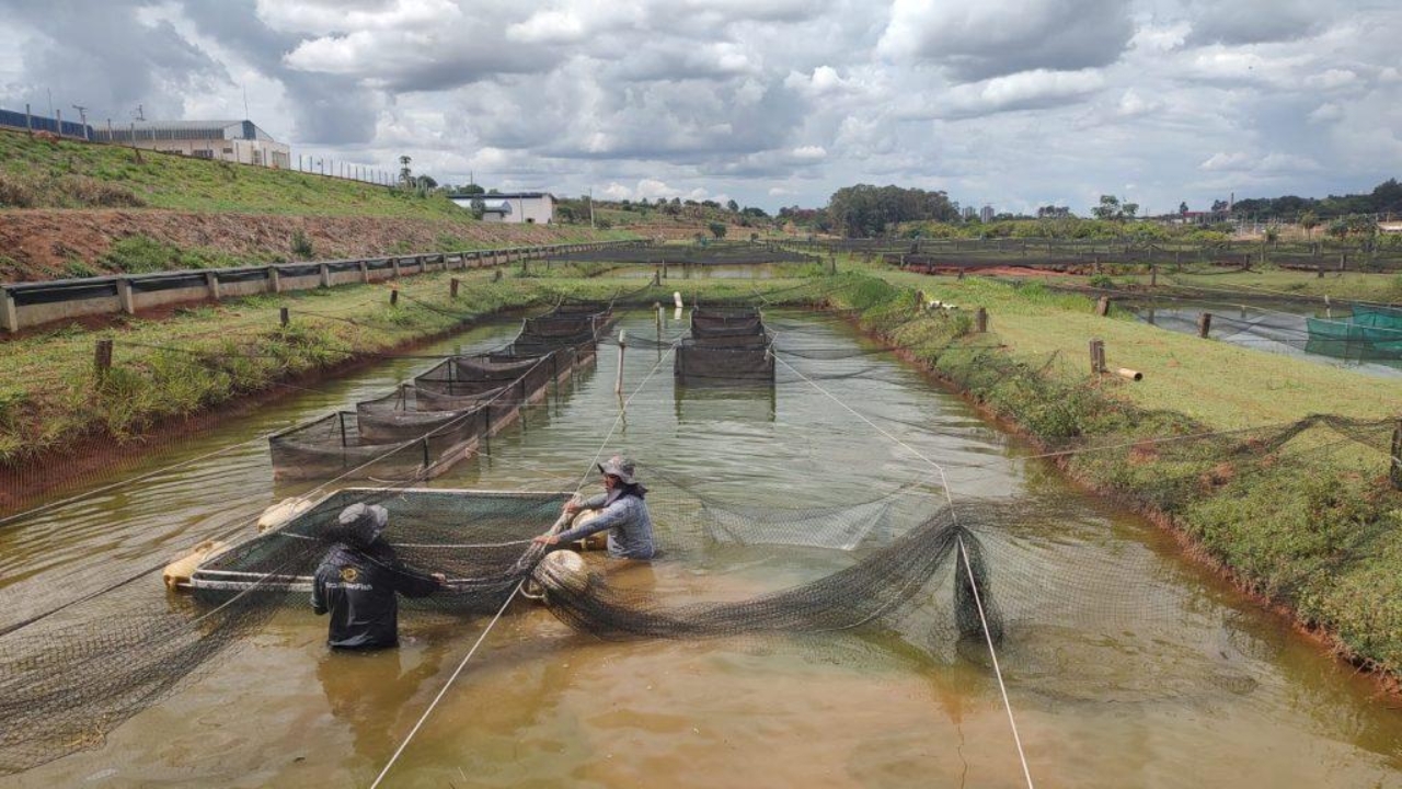 Management in fish farming ponds shows the strength of fish farming in Brazil, a sector that is growing at a fast pace and transforms tilapia into one of the main bets of national agribusiness.