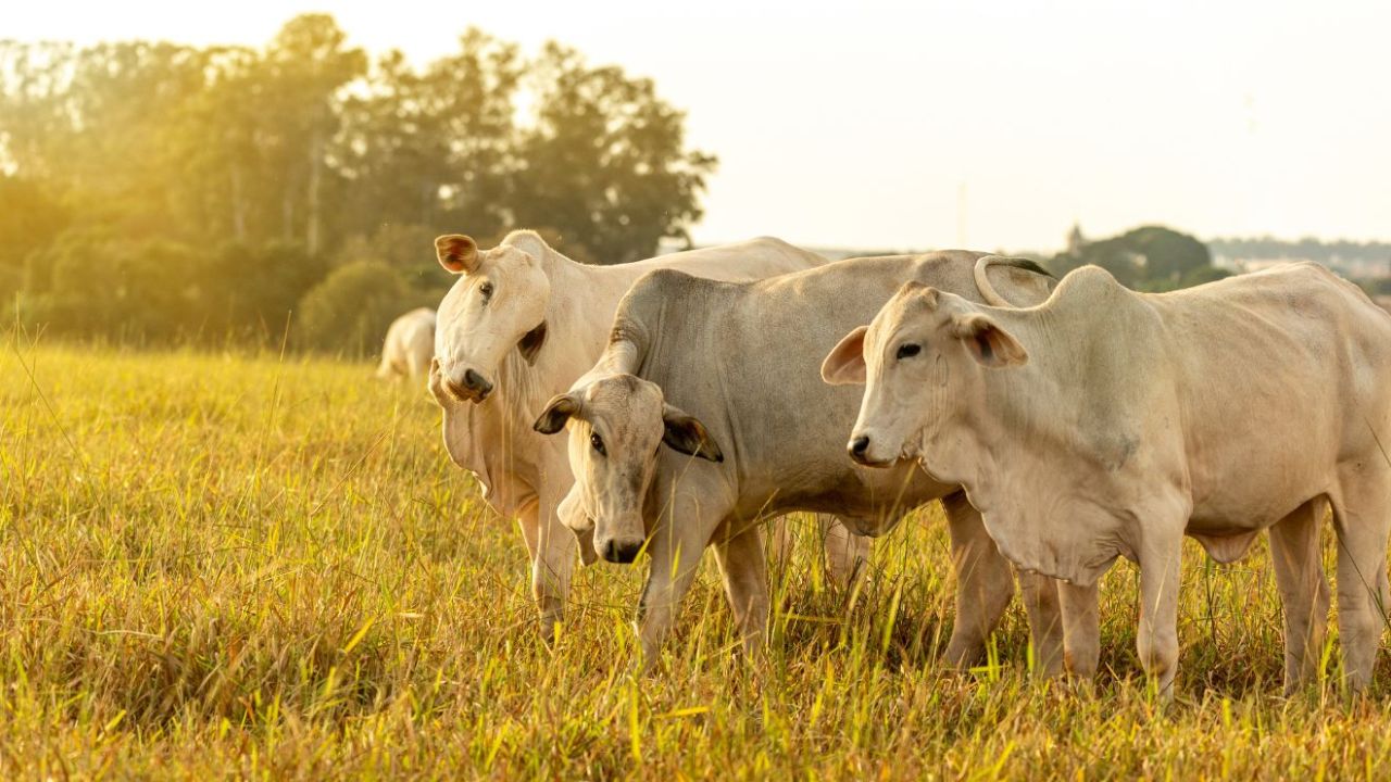 With 238.2 million heads of cattle in Brazil and about 155 million hectares of pastures, pasture management has become a strategic decision to avoid food loss, recover low-vigor areas, and improve productivity on livestock farms.