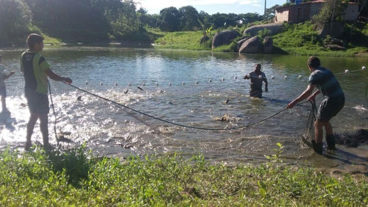 Workers manage a fish farming pond, an activity gaining strength in Brazil with the advancement of fish farming and the growth of tilapia as one of the most important proteins in national agriculture.