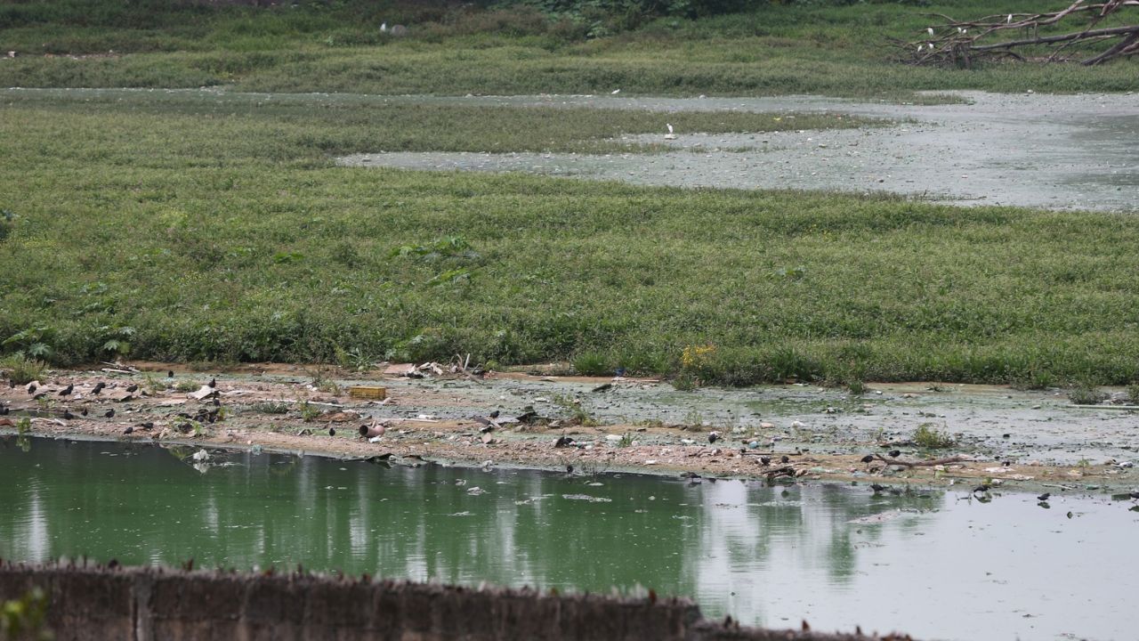 Na Represa Billings, a água que deveria reforçar a segurança hídrica de São Paulo convive com sinais visíveis de poluição, lixo acumulado, vegetação degradada e áreas pressionadas pela ocupação urbana irregular.
