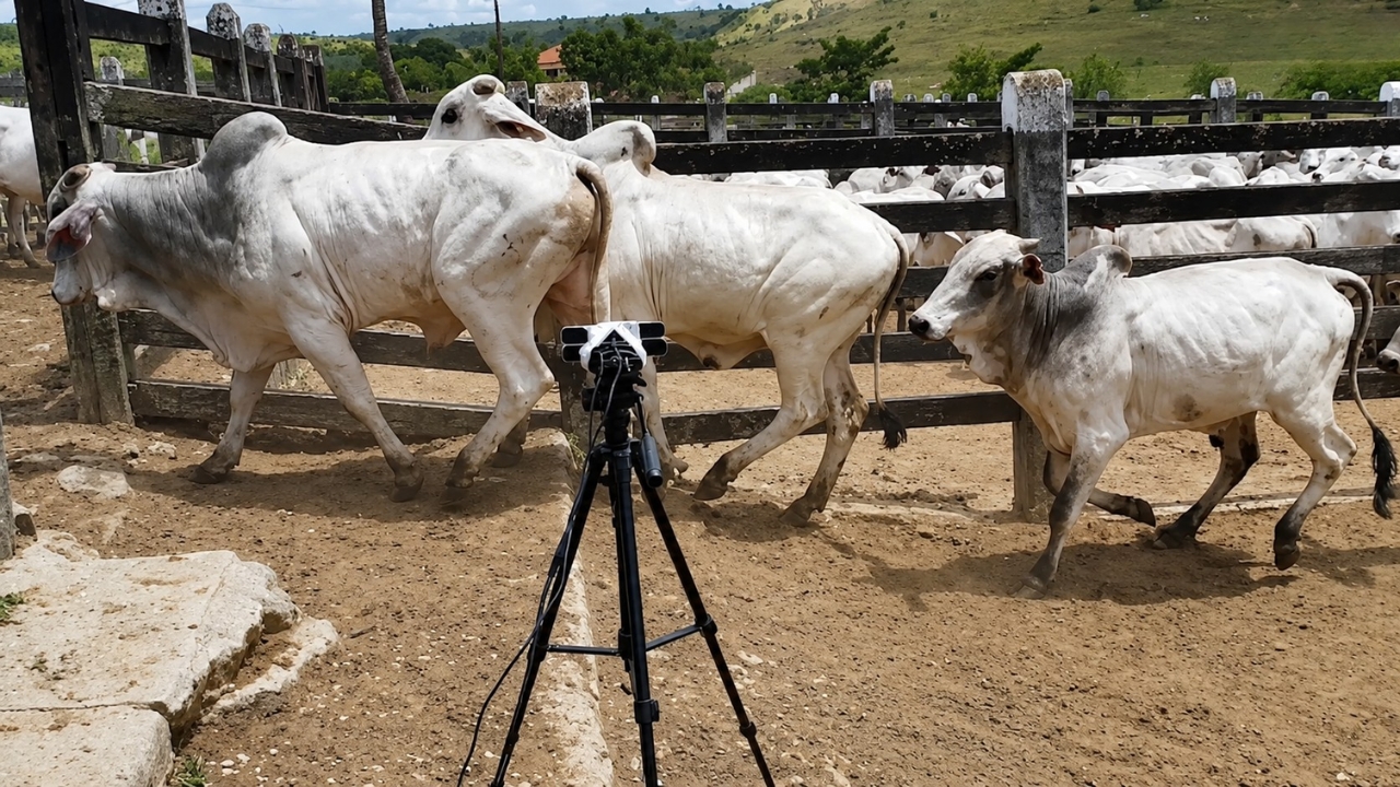 Em vez de levar o rebanho até a balança, o sistema da startup Olho do Dono usa câmera 3D e inteligência artificial para captar os animais em movimento e gerar dados de peso, desempenho e contagem do lote com muito mais agilidade no manejo.