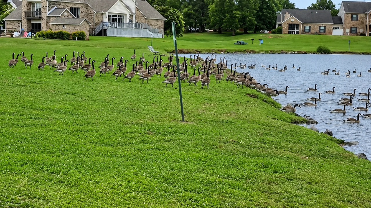 Gansos do Canadá se concentram às margens de um lago comunitário, no centro da polêmica que envolve o plano de sacrificar 226 aves com gás e a reação de moradores que cobram uma solução humanitária.