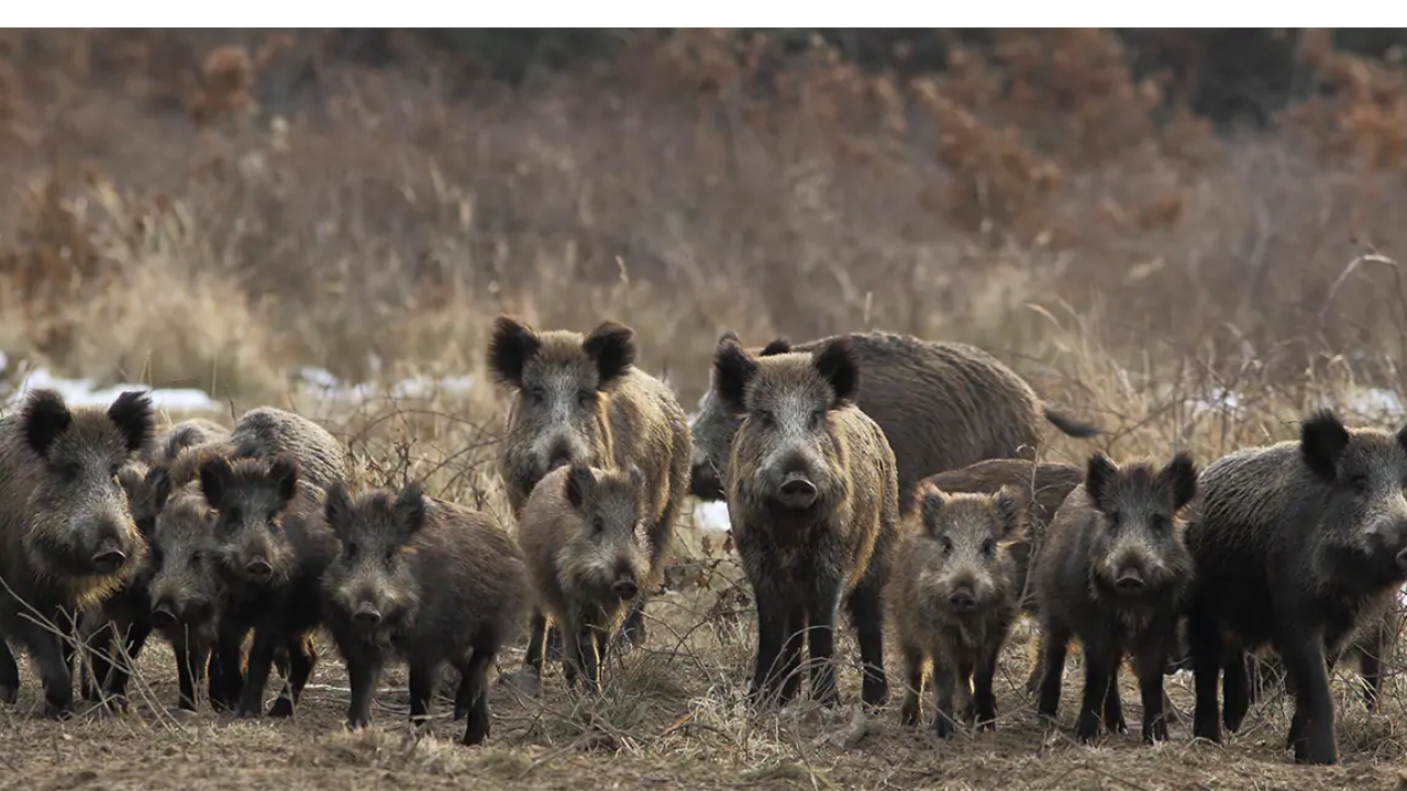 Group of wild boars evidences the advance of the invasive species in Brazil, where more than 500,000 animals were culled in just 8 months and specialists still estimate the need to control 1.25 million to reduce damage to crops, herds, springs, and animal health.