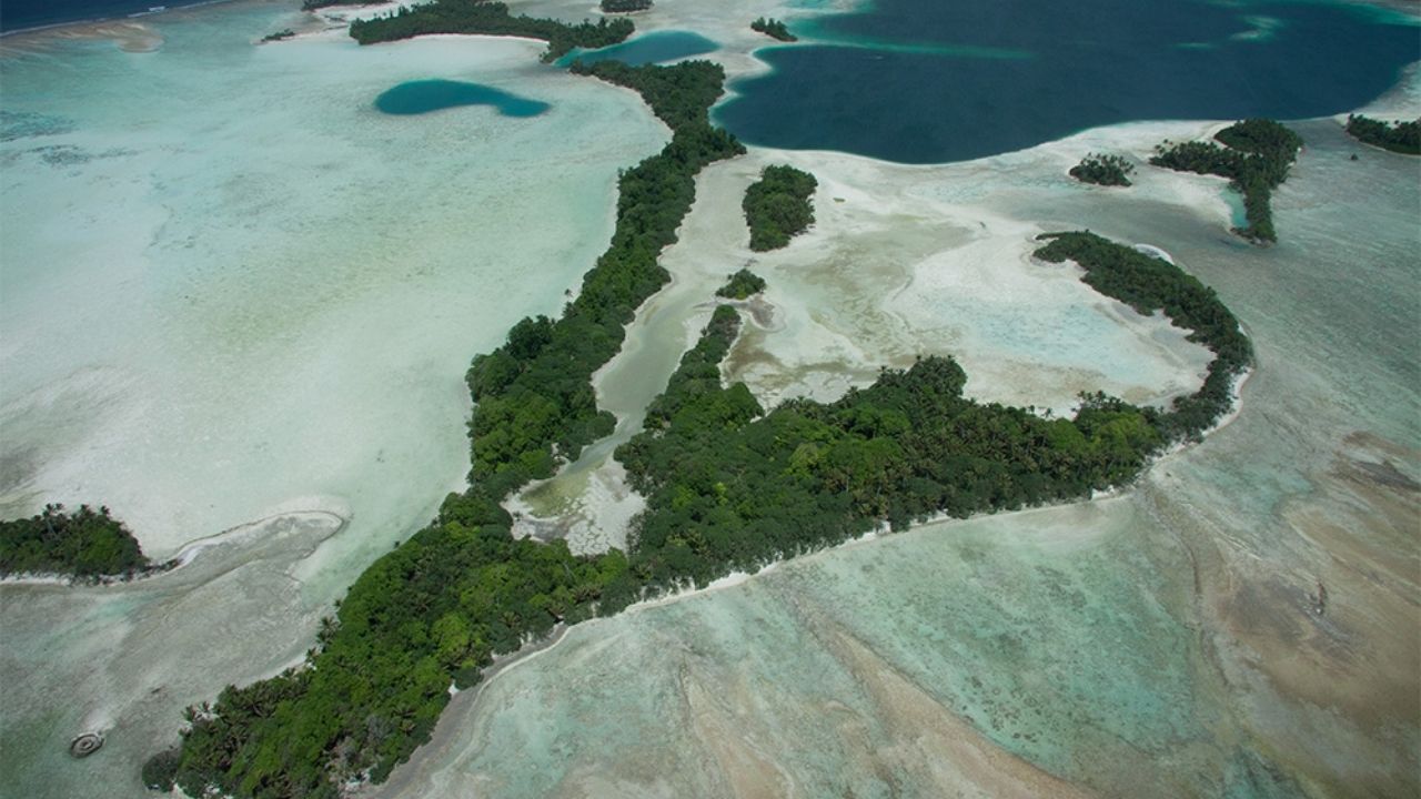 Rats in Palmyra Atoll allowed tropical forest, native trees, and ecological restoration to advance in the Pacific.