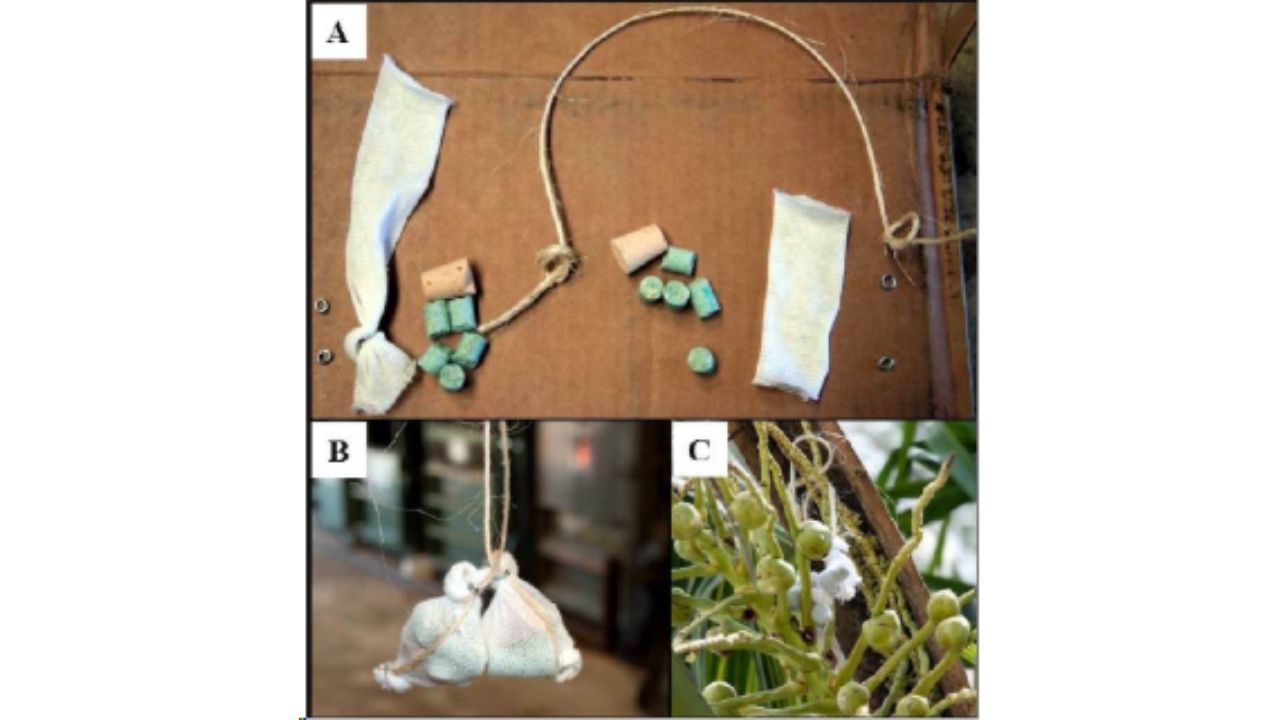 Rats in Palmyra Atoll allowed tropical forest, native trees, and ecological restoration to advance in the Pacific.