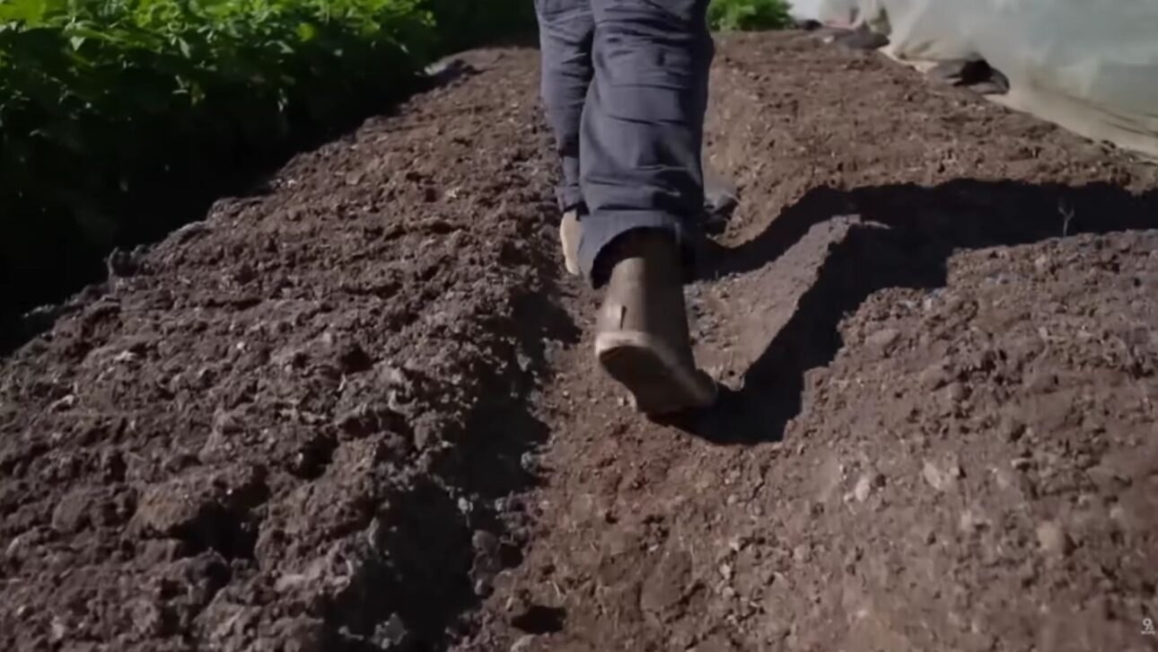 Andy Gorman created the Cincy Urban Farm in the backyard in Sharonville, was fined for zoning in October and won unanimous appeal in November. Farm remains open.