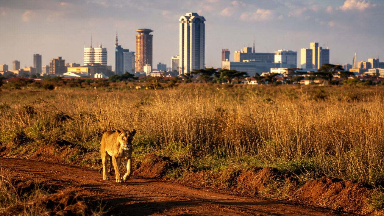In areas near Nairobi National Park, cattle can become targets for predators at night.