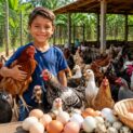 Empreendedor mirim de Piracicaba cria galinhas e vende ovos até para a diretora: 80 aves de 23 raças, projeto no Sebrae e sonho de virar agrônomo na Esalq.