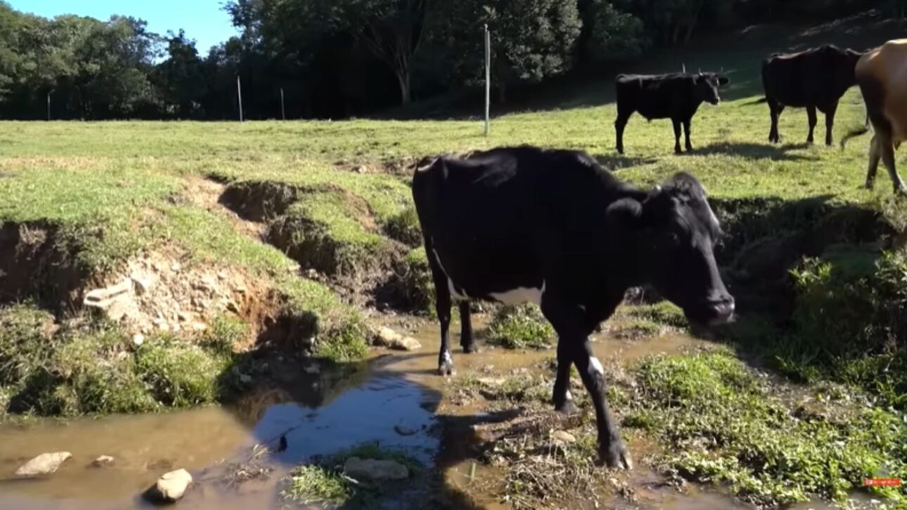 On the Mazarolo family property in Casca, Ângelo and Aunt Inês extract milk, rice, wine, cheese, flour, meat, yerba mate, and even solar energy from the land