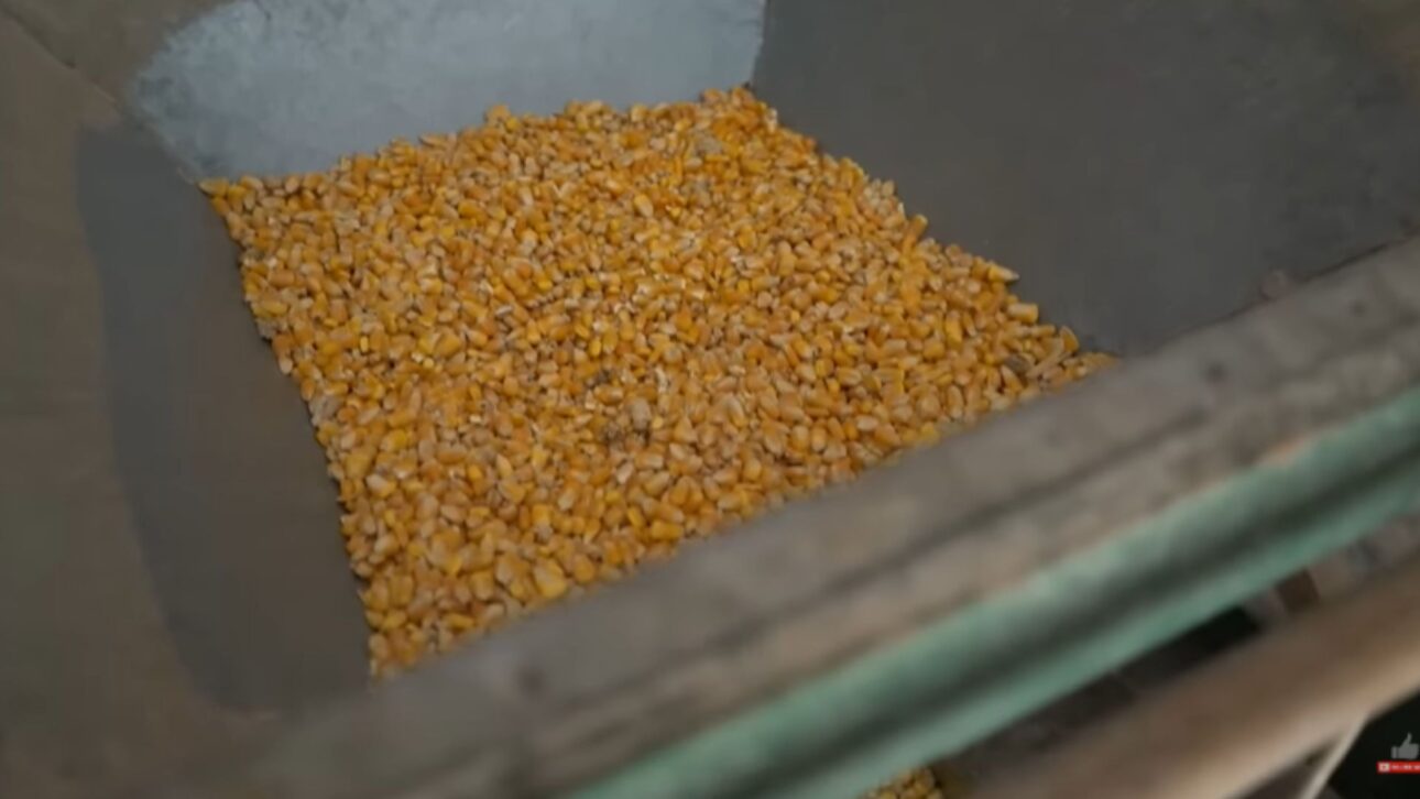 In summer, the silage is corn, and in winter, depending on the climate, he produces some wheat silage