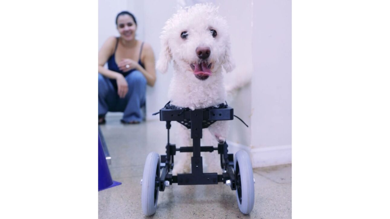 Estudantes de engenharia criaram uma cadeira de rodas 3D para cães com impressão 3D de baixo custo e fizeram o cão paralisado Bili voltar a andar por R$ 448.