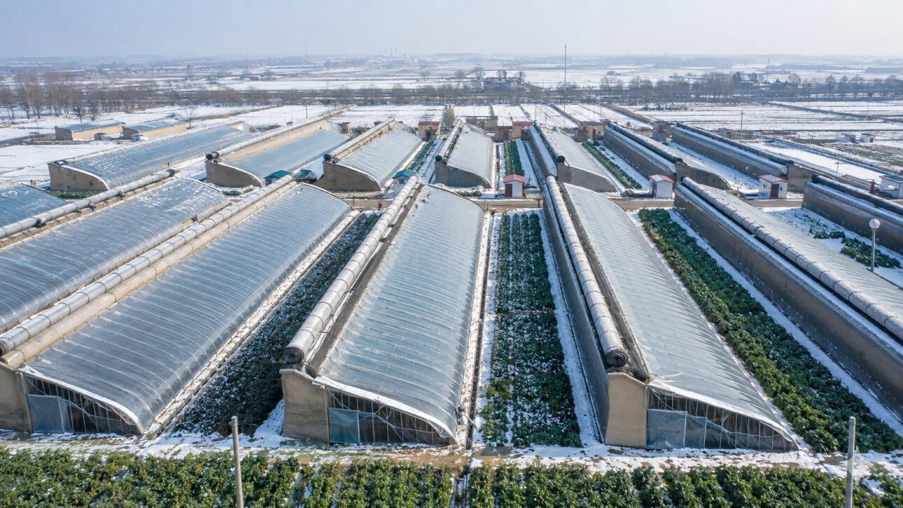 Chinese solar greenhouses use thermal walls and insulating blankets to produce food