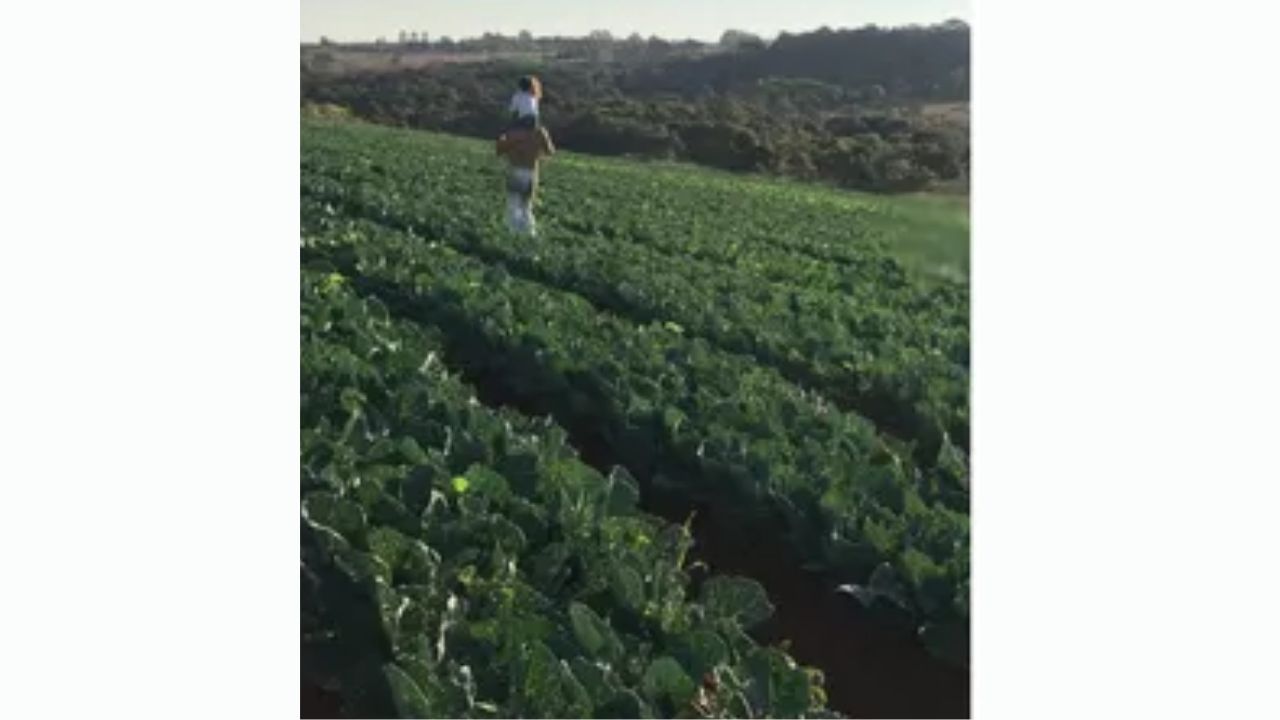 Cabbage becomes a rural management alert after debt in the field shows how market, costs, and agricultural planning weigh in the countryside.