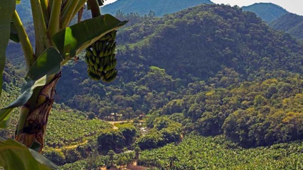 Produtor de banana de Corupá perde tudo após calotes, vai aos Estados Unidos e abre empresa de pisos.