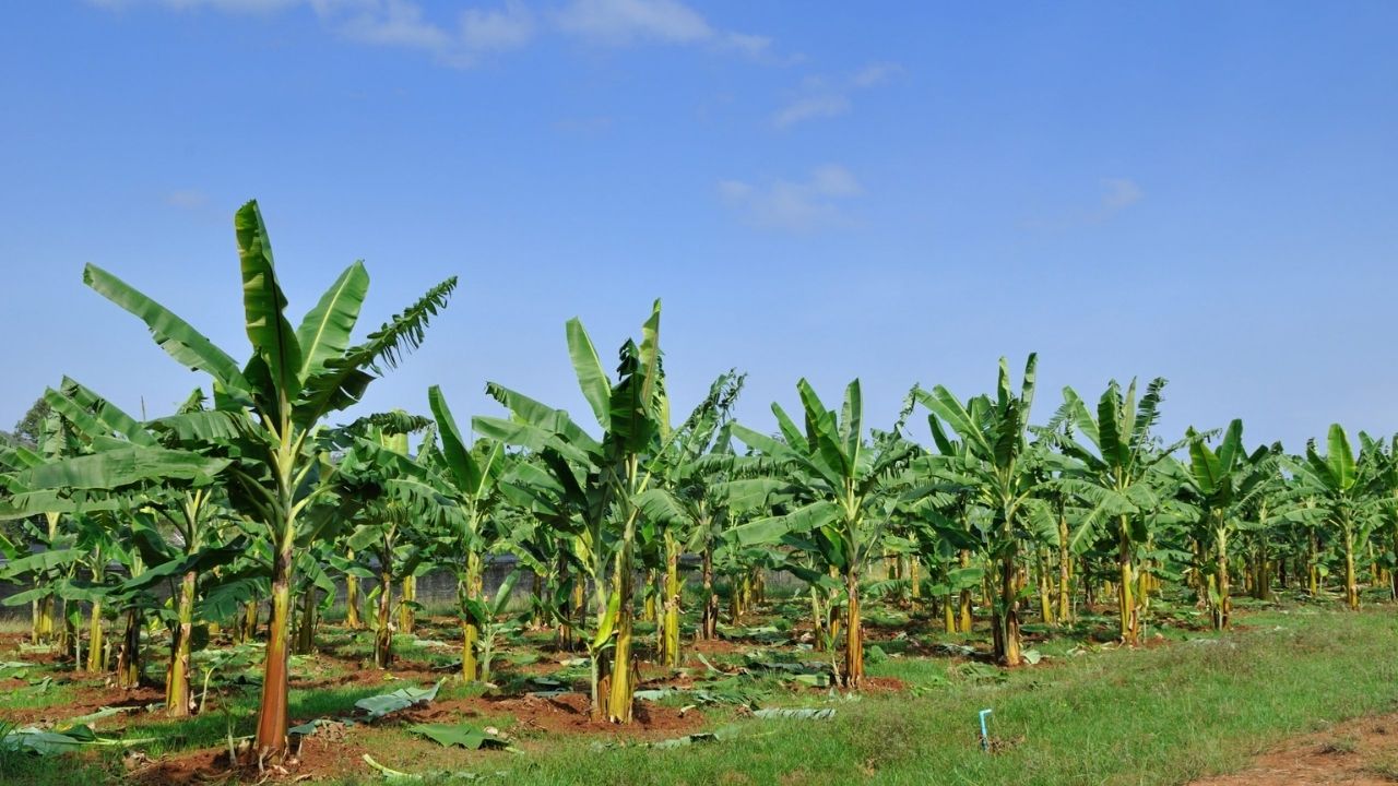 Produtor de banana de Corupá perde tudo após calotes, vai aos Estados Unidos e abre empresa de pisos.