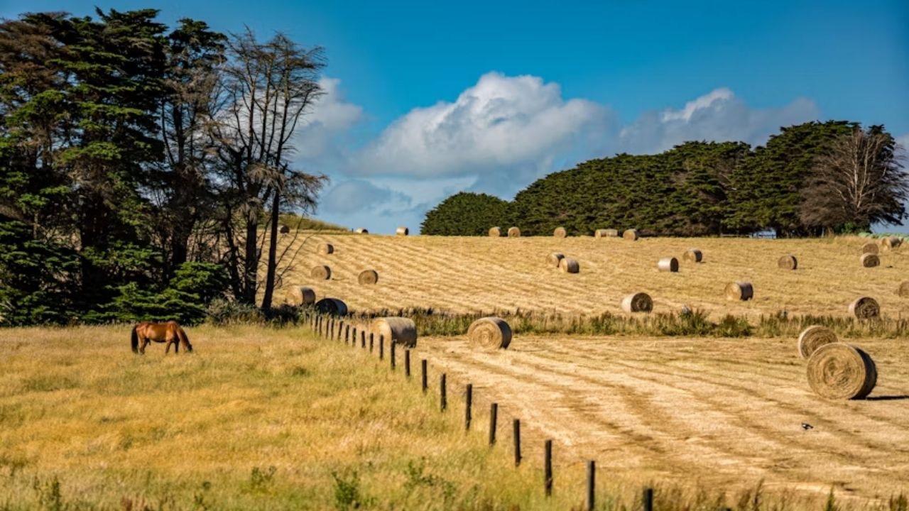 Fazendeiros recusam milhões enquanto data centers miram terras agrícolas na Austrália e IA reacende debate sobre comida e campo.
