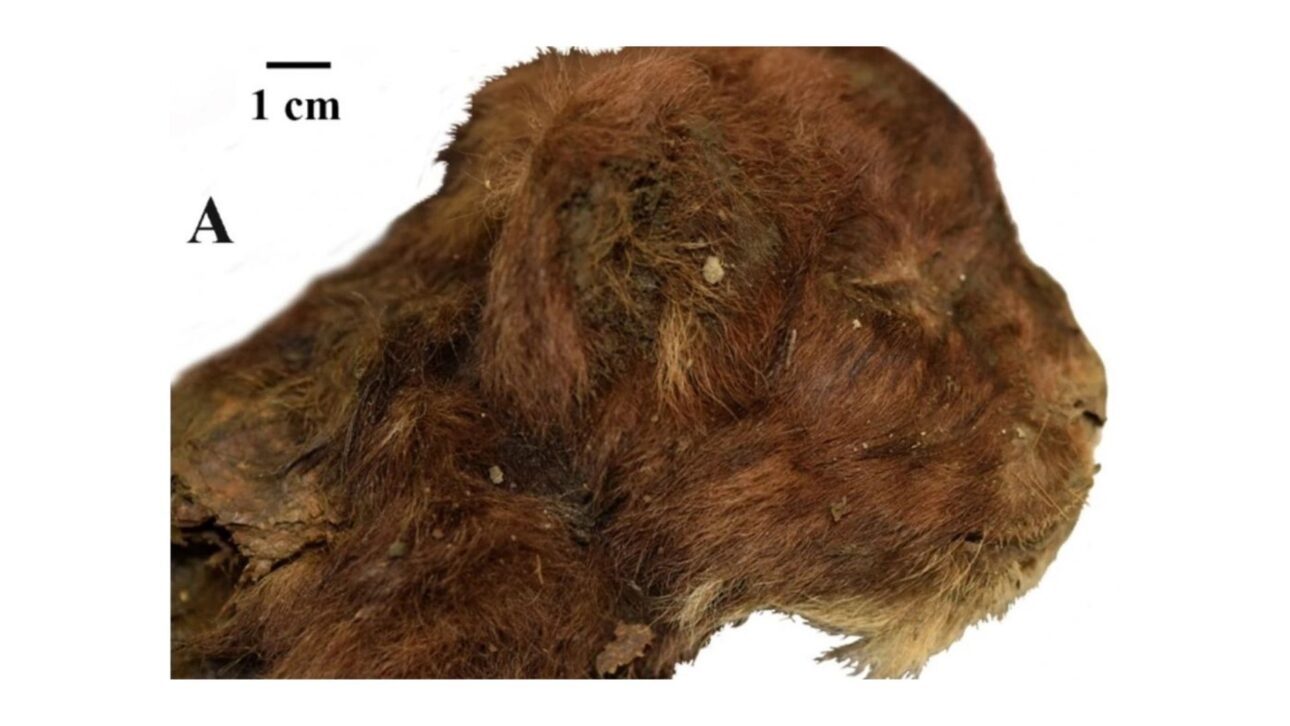 El cachorro pertenece a la especie * Homotherium latidens* y fue desenterrado en el río Badyarikha, en Yakutia, Siberia. AV Lopatin et al., Scientific Reports 2024