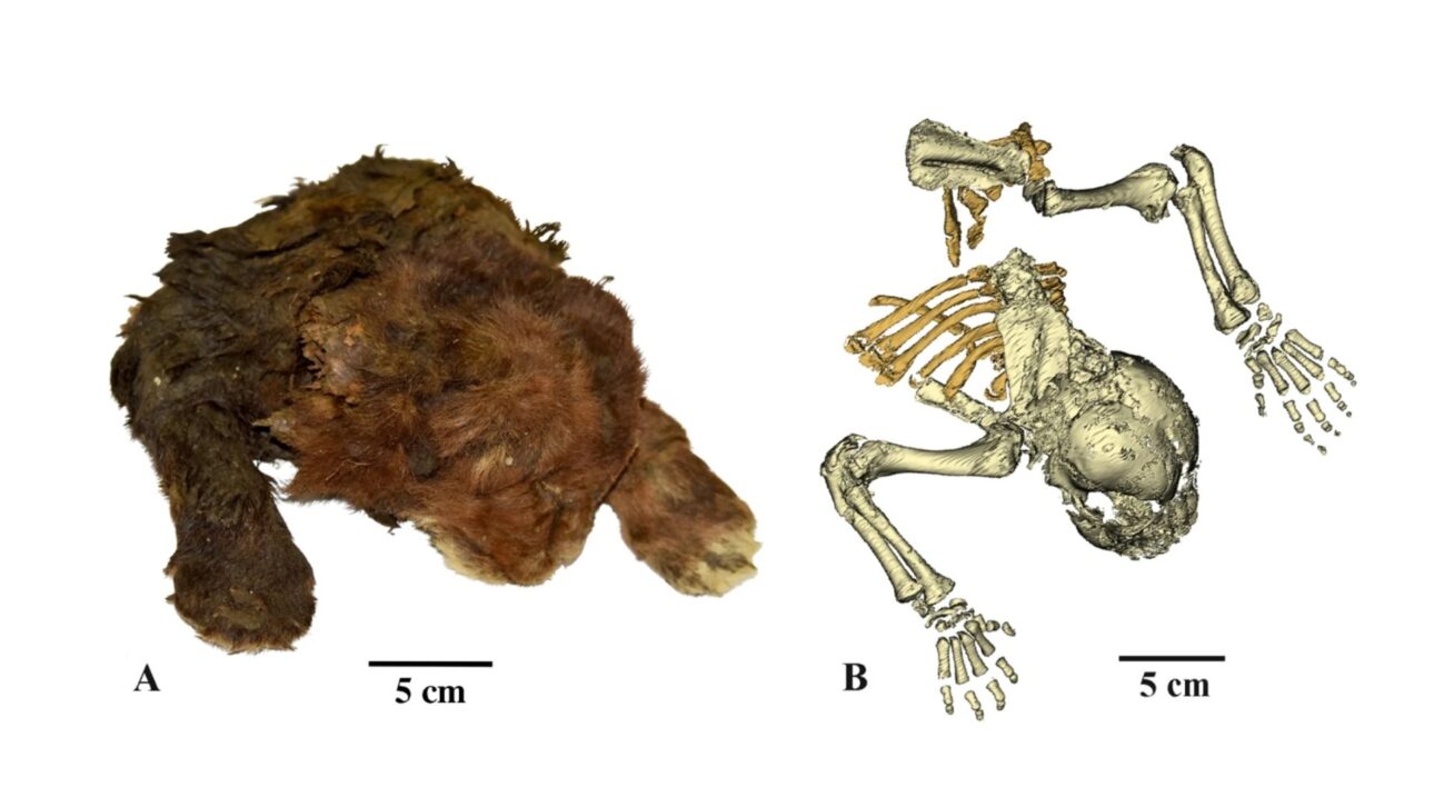 Múmia congelada de Homotherium latidens (Owen, 1846), espécime DMF AS RS, nº Met-20-1, Rússia, República de Sakha (Yakutia), bacia do rio Indigirka, rio Badyarikha; Pleistoceno Superior: ( A ) aparência externa; ( B ) esqueleto, tomografia computadorizada, vista dorsal.