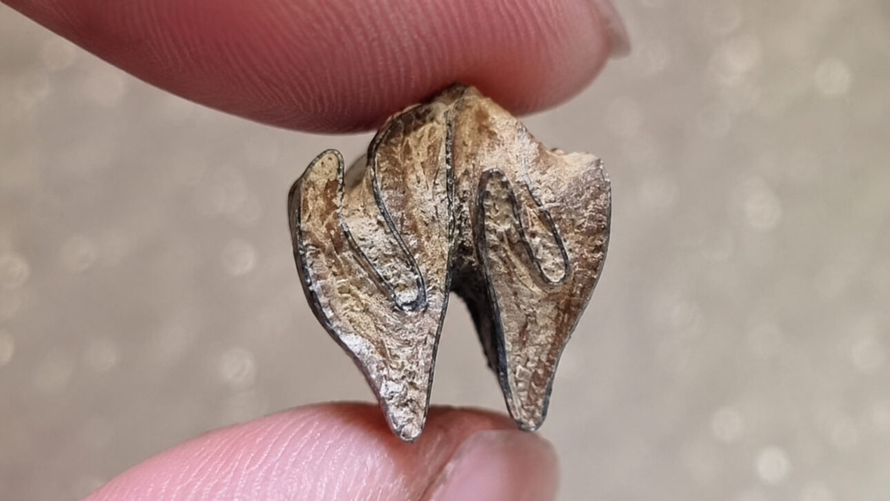 Small dental fossil held between fingers, representing remains of ancient relatives of capybaras found in Renaico, Chile.