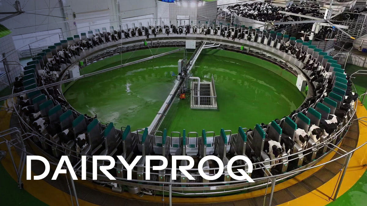 Na China, o maior carrossel de ordenha totalmente automático do mundo usa 2 plataformas de 80 pontos, coloca mais de 5.000 vacas