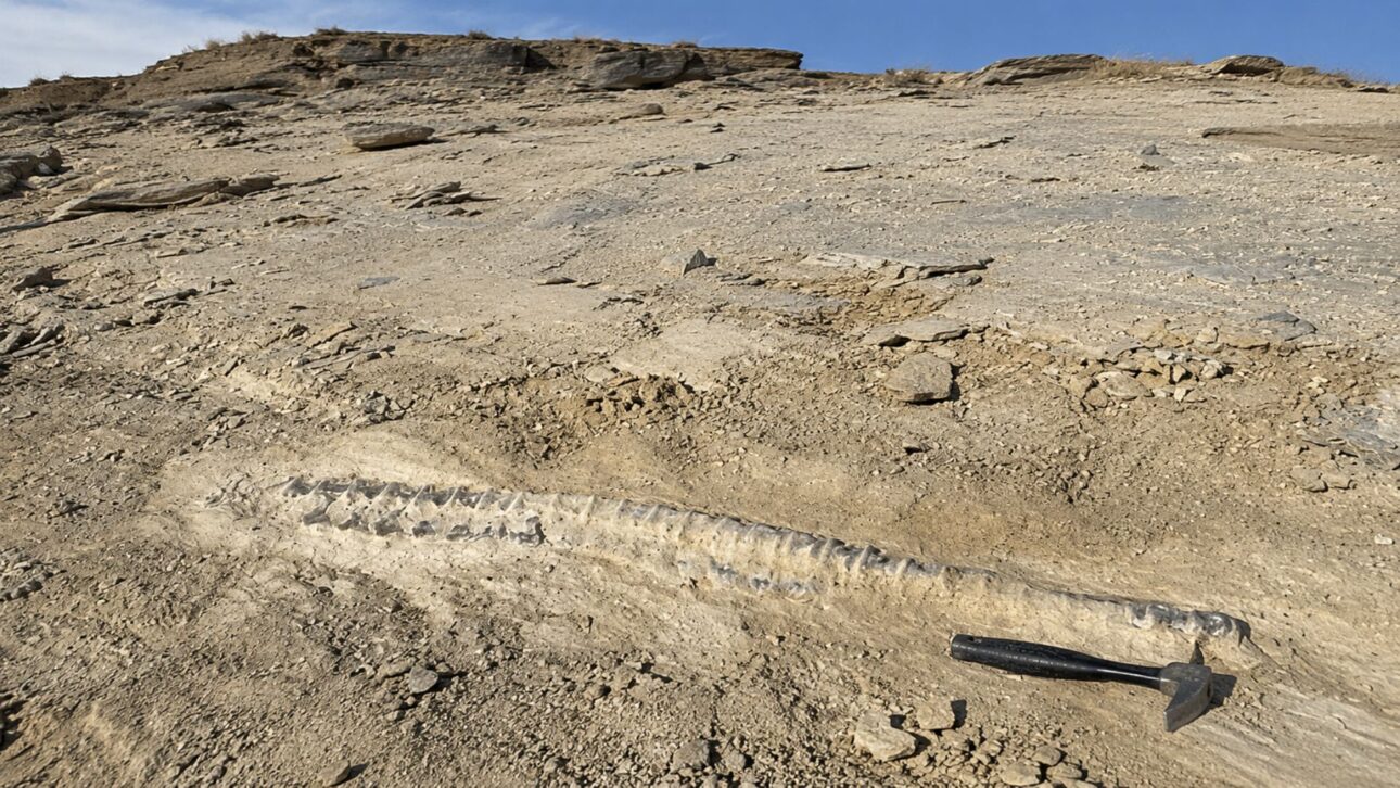 En excursión de club en Kansas, un niño de 12 años encontró un fósil de tilosaurio de 80 millones de años, reptil marino del Cretácico, tipo de mosasaurio.