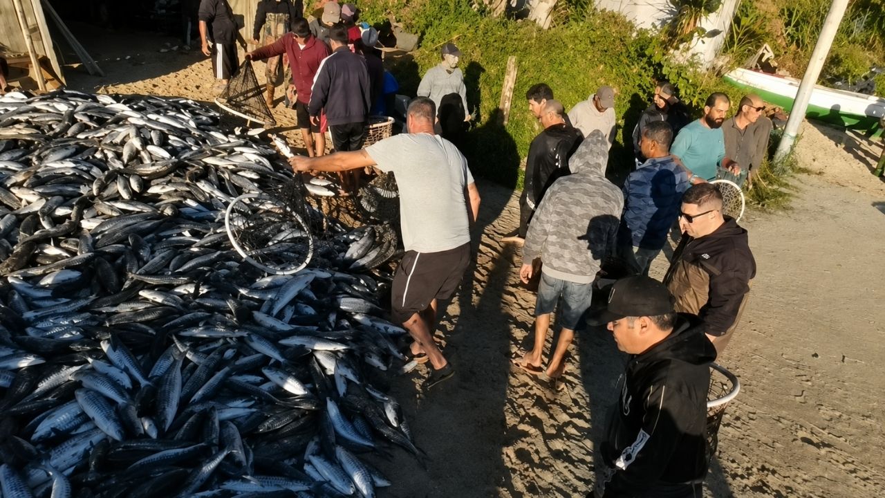 Federal government releases 400 tons for mullet fishing in Santa Catarina after fishermen protests.