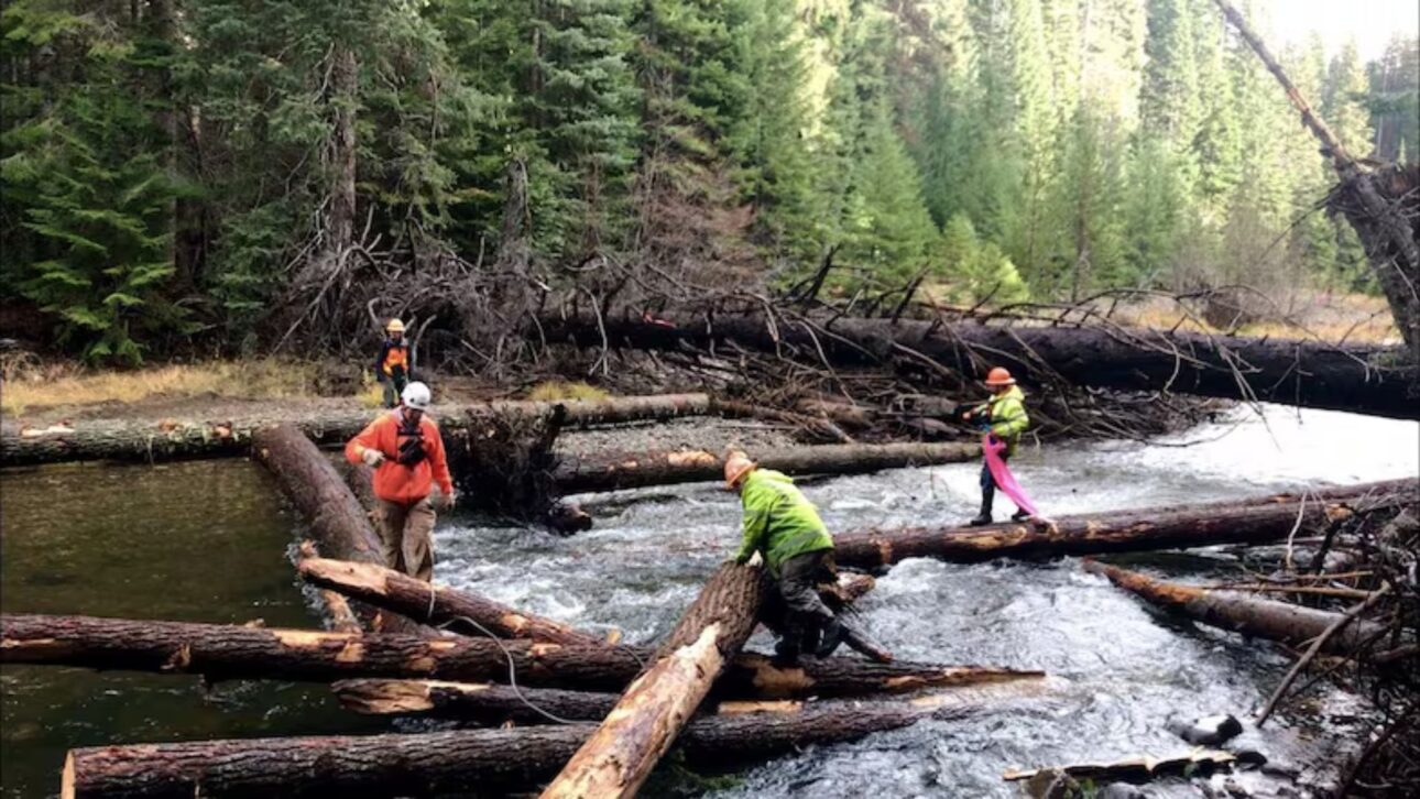Biologists use pink and blue signal tapes to indicate to helicopter pilots where the logs should be placed. There are 1,000 logs to be placed in the Little Naches River. image: Courtney Flatt