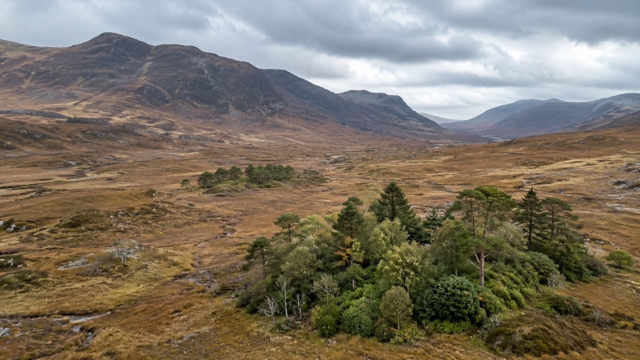 Árvores e árvores nativas em Alladale, nas Highlands da Escócia, recuperam floresta caledoniana.