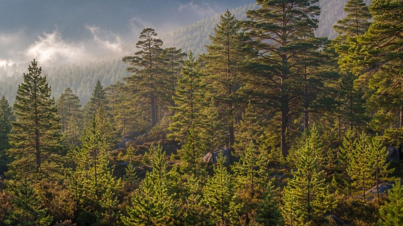 Árvores e árvores nativas em Alladale, nas Highlands da Escócia, recuperam floresta caledoniana.