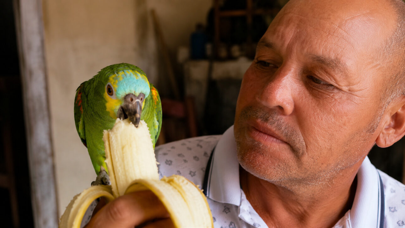 Hombre observa loro verde comiendo banana en su hombro, en escena que representa la convivencia de 40 años entre Adilson y Louro tras decisión judicial.