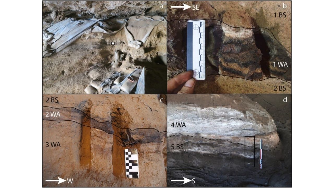 Primitive humans reveal prehistoric beds with grass over ashes in Border Cave, an archaeological landmark.