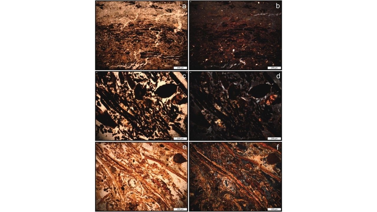 Primitive humans reveal prehistoric beds with grass over ashes in Border Cave, an archaeological landmark.