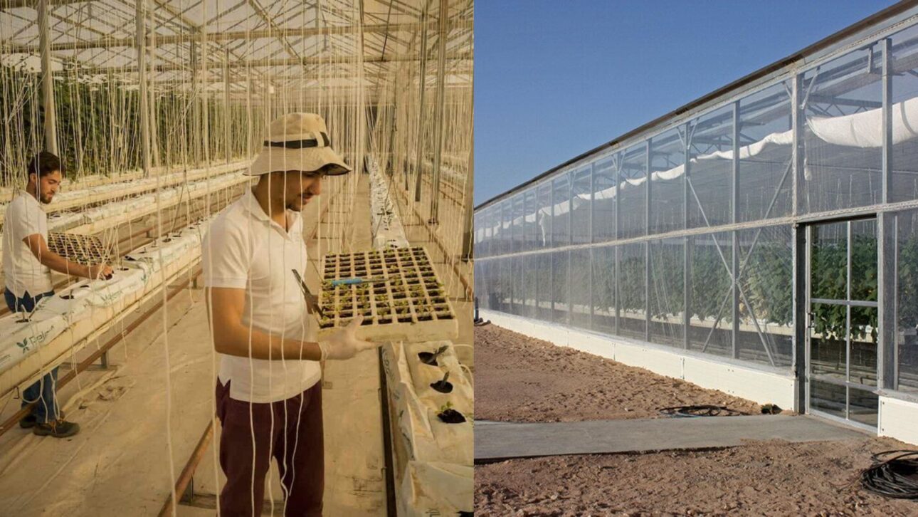 Fazenda no deserto da Jordânia usa água do Mar Vermelho, energia solar e estufas resfriadas por sal para produzir vegetais.