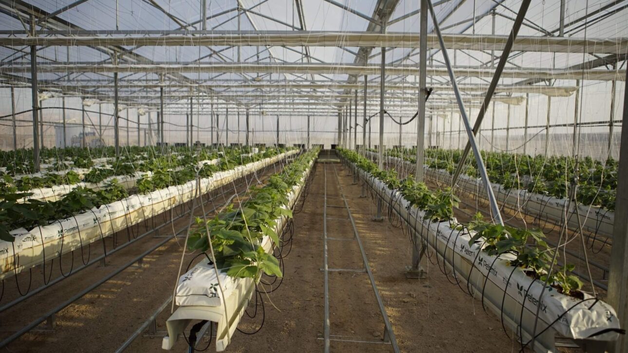 Fazenda no deserto da Jordânia usa água do Mar Vermelho, energia solar e estufas resfriadas por sal para produzir vegetais.