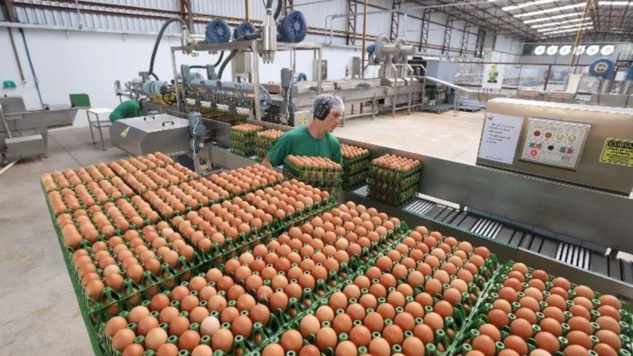 Avine alcança 2 milhões de ovos por dia após R$ 72 milhões em investimentos e reforça produção no Nordeste.